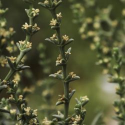 Salsola oppositifolia