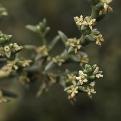 Salsola oppositifolia