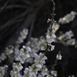 Salsola oppositifolia