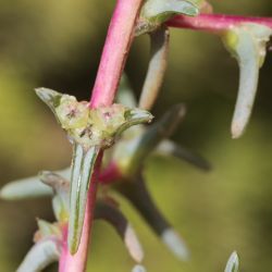 Salsola soda