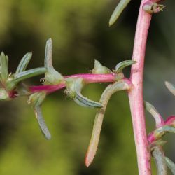 Salsola soda