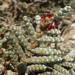 Salsola tetragona