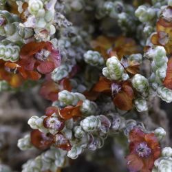 Salsola tetragona