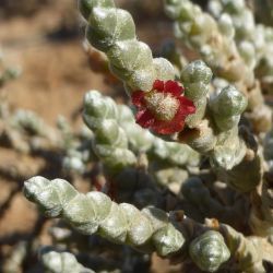 Salsola tetragona