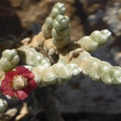 Salsola tetragona