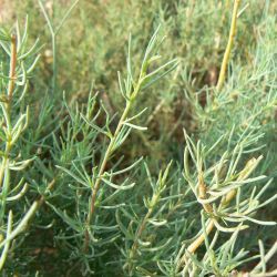 Salsola webbii