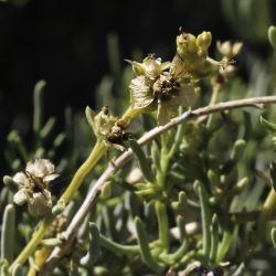 Salsola webbii