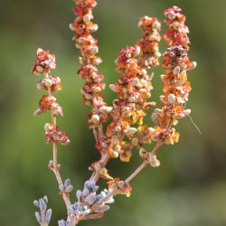 Salsola zygophylla