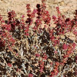 Salsola zygophylla