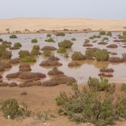 Sarcocornia perennis