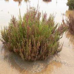 Sarcocornia perennis