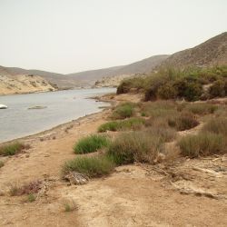 Sarcocornia perennis