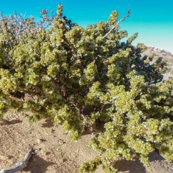 Soda glomerata
