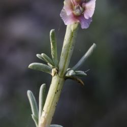 Soda oppositifolia