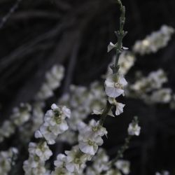 Soda oppositifolia