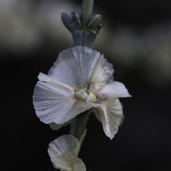 Soda oppositifolia
