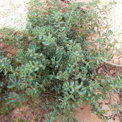 Suaeda vermiculata