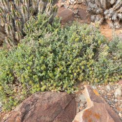 Traganopsis glomerata