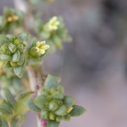 Traganum moquinii