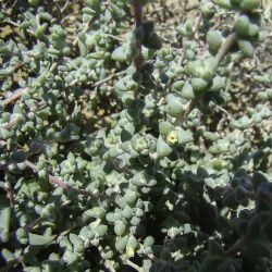 Traganum nudatum