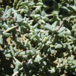 Traganum nudatum
