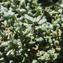 Traganum nudatum