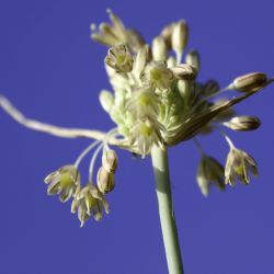 Allium paniculatum subsp. antiatlanticum
