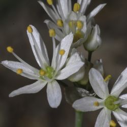 Allium roseum