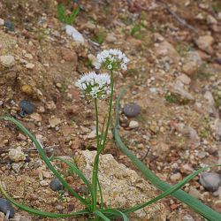 Amaryllidaceae