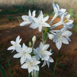 Narcissus broussonetii