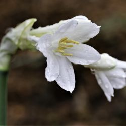 Narcissus broussonetii
