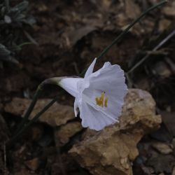 Narcissus cantabricus