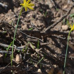 Amaryllidaceae