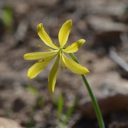 Narcissus cavanillesii