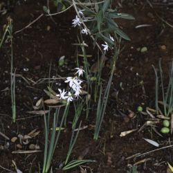 Narcissus elegans