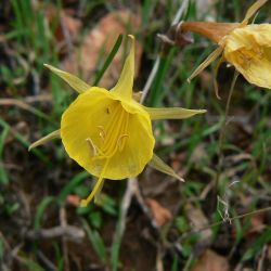 Narcissus gr. bulbocodium