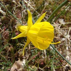 Narcissus gr. bulbocodium