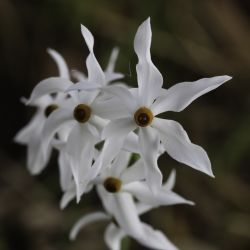 Narcissus malacitanus