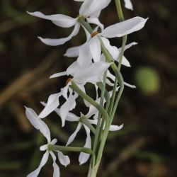 Narcissus malacitanus