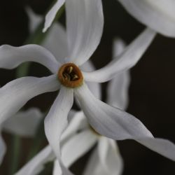 Narcissus malacitanus