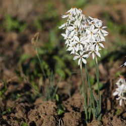 Narcissus obsoletus