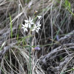 Narcissus obsoletus