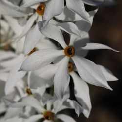 Narcissus obsoletus