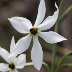 Narcissus obsoletus