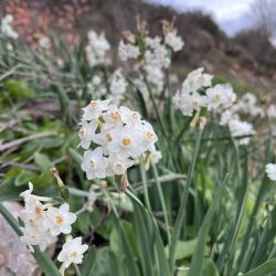 Narcissus pachybolbus