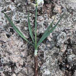 Narcissus pachybolbus