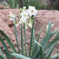 Narcissus pachybolbus