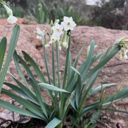 Narcissus pachybolbus