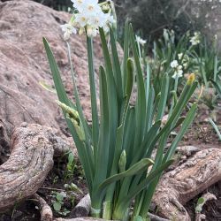 Narcissus pachybolbus