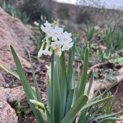 Narcissus pachybolbus